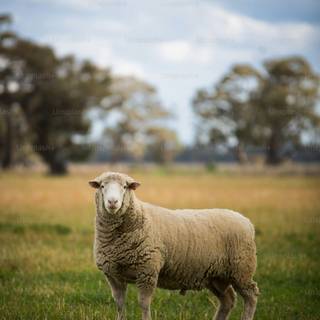 Funny sheep wallpaper