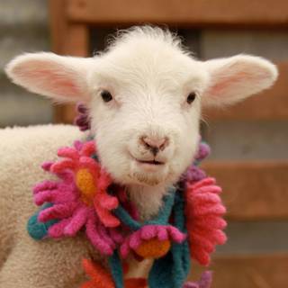 Funny sheep wallpaper