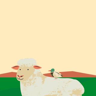 Funny sheep wallpaper