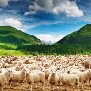 Funny sheep wallpaper