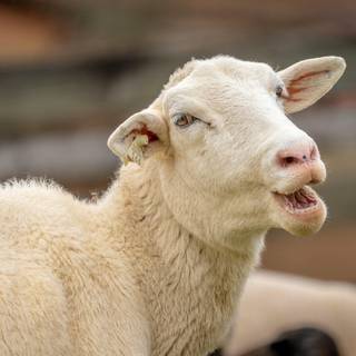 Funny sheep wallpaper