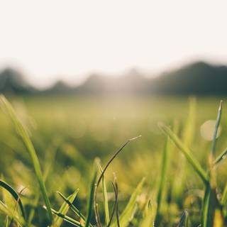 Summer light green wallpaper