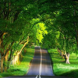 Summer light green wallpaper