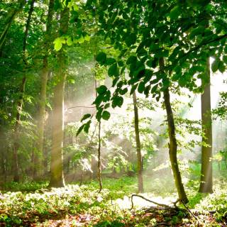 Summer light green wallpaper