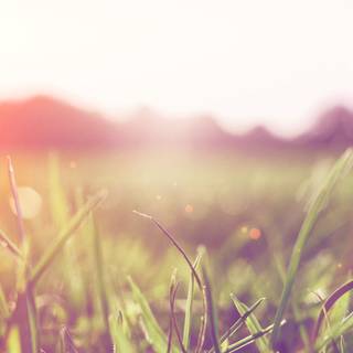 Summer light green wallpaper