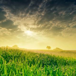 Summer morning 4k wallpaper