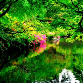 Spring Japan forest wallpaper