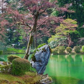 Spring Japan forest wallpaper
