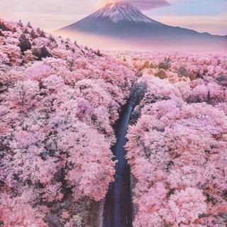 Spring Japan forest wallpaper