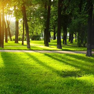 Summer morning 4k wallpaper