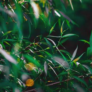 Summer morning 4k wallpaper