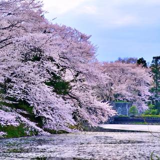 Spring Japan forest wallpaper