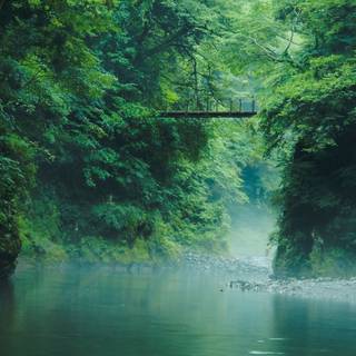 Spring Japan forest wallpaper