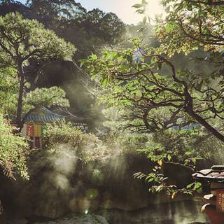 Spring Japan forest wallpaper