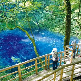 Spring Japan forest wallpaper