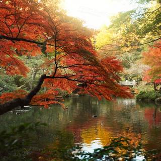 Spring Japan forest wallpaper