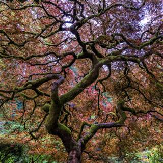 Spring Japan forest wallpaper