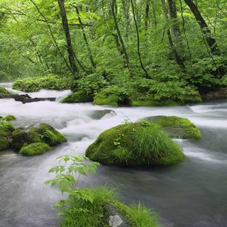 Spring Japan forest wallpaper