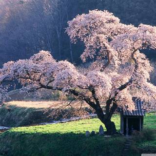 Spring Japan forest wallpaper