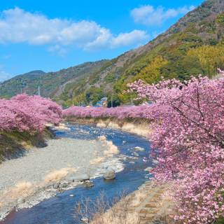 Spring Japan forest wallpaper