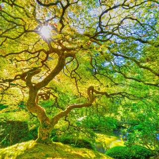 Spring Japan forest wallpaper