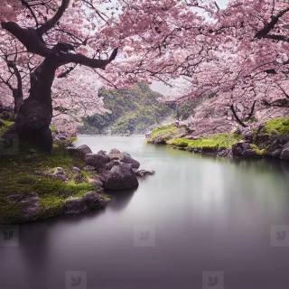 Spring Japan forest wallpaper