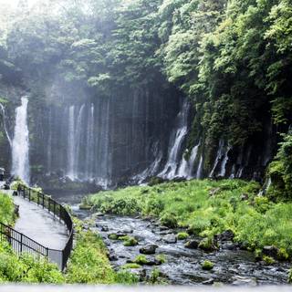 Spring Japan forest wallpaper