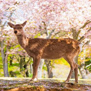 Spring Japan forest wallpaper