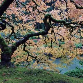 Spring Japan forest wallpaper