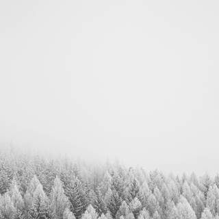 Phone 4k white wallpaper