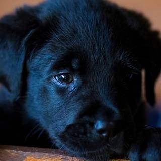 Dark dog 4k wallpaper