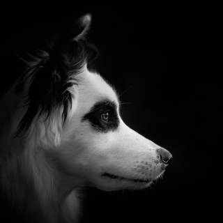 Dark dog 4k wallpaper