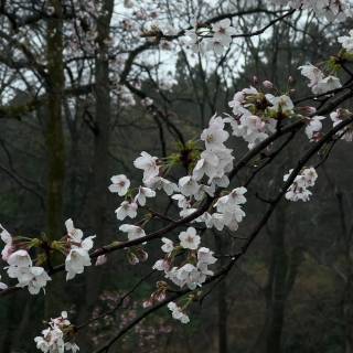 Rain sakura 4k wallpaper