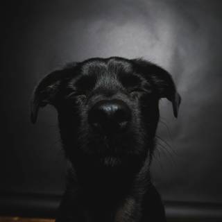 Dark dog 4k wallpaper