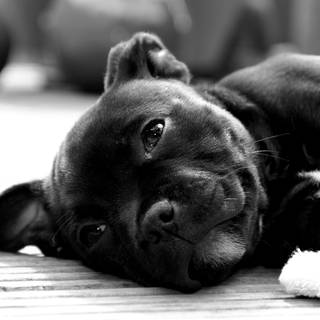 Dark dog 4k wallpaper