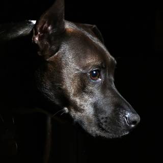 Dark dog 4k wallpaper