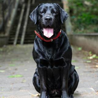 Dark dog 4k wallpaper