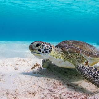 4k sea turtle wallpaper