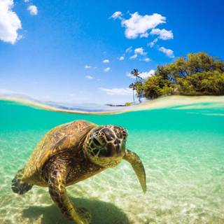 4k sea turtle wallpaper