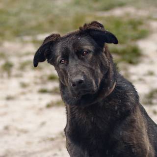 Dark dog 4k wallpaper