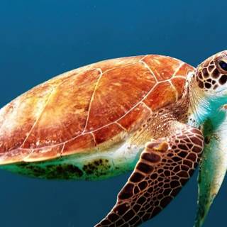 4k sea turtle wallpaper