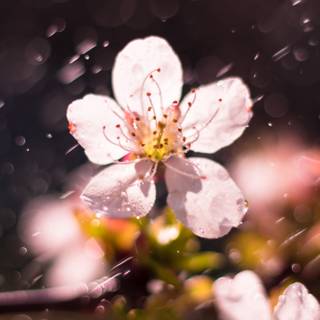 Rain sakura 4k wallpaper