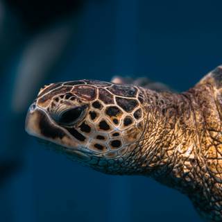 4k sea turtle wallpaper