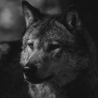 Dark dog 4k wallpaper