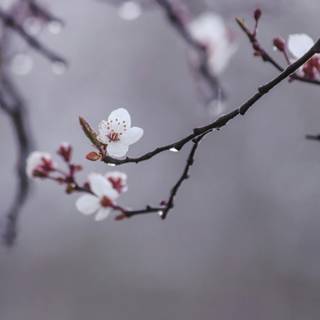 Rain sakura 4k wallpaper