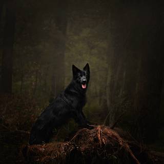 Dark dog 4k wallpaper