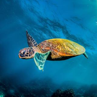 4k sea turtle wallpaper