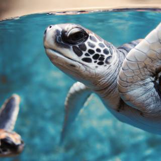 4k sea turtle wallpaper