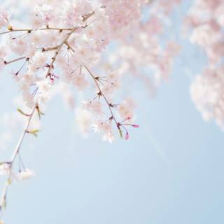 Portrait spring tree wallpaper
