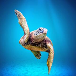 4k sea turtle wallpaper